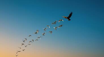 Golden eagle leading flock of birds flying in formation across blue sky photo