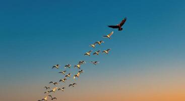 Golden eagle leads flock of birds flying upward against blue sky photo