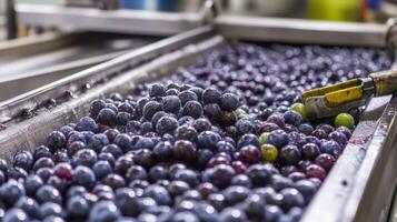 Close-up of Dark Grapes on a Conveyor Belt During Wine Production photo