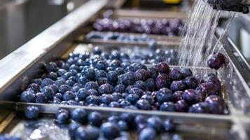Plums Being Washed on a Conveyor Belt in a Food Processing Facility photo