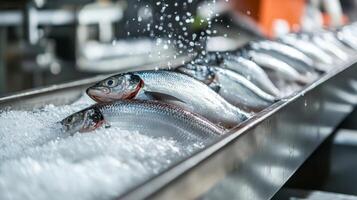 Fresh Fish on a Conveyor Belt Being Washed with Water photo