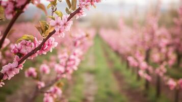 Pink Blossoms on a Branch with a Blurry Background of a Peach Orchard photo