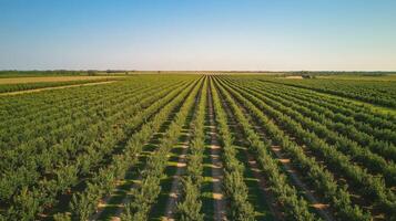 Aerial View of a Lush Orchard with Rows of Fruit Trees photo