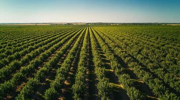 Aerial View of a Lush Orchard with Rows of Trees photo