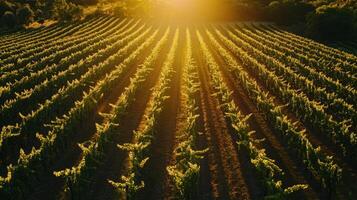 Sunlit Rows of Grapevines in a Vineyard photo