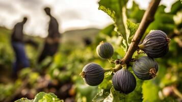 Ripe Figs Hanging on a Branch in a Fig Orchard photo