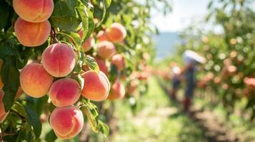 Ripe Peaches Hanging on a Branch in an Orchard. photo