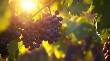 A Cluster of Ripe Purple Grapes Hanging from a Vine in Sunlight photo