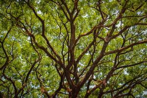 The top view of a tree with green leaves photo