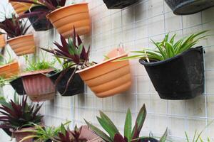 A wall with many pots of plants photo