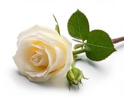 Beautiful white yellow rose flower branch with green leaf on white background photo
