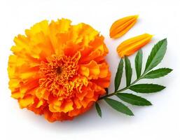 Marigold with leaf on white background photo