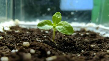 Tiny Sprout Emerging from Dark Soil in a Greenhouse Setting photo