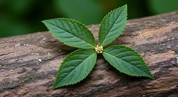 A single leaf on a tree branch photo