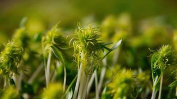 Alfalfa Sprout - Mild, crunchy sprouts often used in sandwiches, salads, and as a garnish for added texture. photo