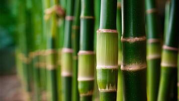 Bamboo Shoots focus on vegetable and blur background photo