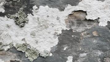 Close-up view of lichen-covered boulder showcasing textures in sage and slate colors photo