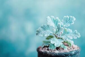 Potted plant with unique leaf texture photo