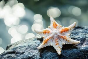 Colorful starfish resting on wet rock by the water photo