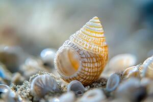 Shell on sandy beach with other shells scattered photo