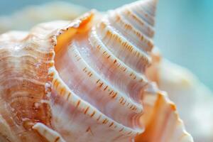 Intricate patterns on a beautiful shell photo
