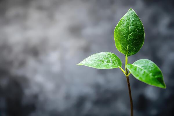 Green leaves growing against a neutral background