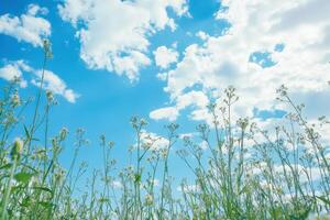 Flowers sway under bright blue sky with clouds photo