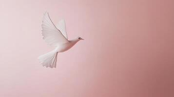 White bird in flight against soft pink backdrop photo