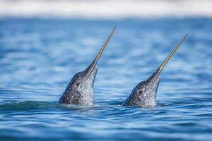 Narwhals in clear sunny ocean waters photo