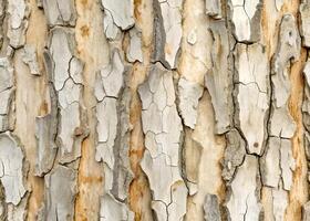 Detailed Texture of Tree Bark Displaying Cracked Surface and Natural Patterns for Artistic and Environmental Use photo