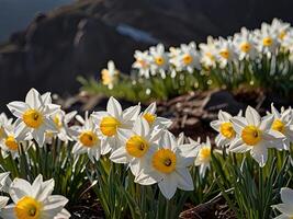 blossom daffodils in the mountains photo