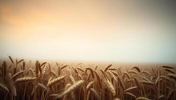 Close-up of wheat stalks in a misty field during early morning, creating a serene and tranquil rural landscape photo
