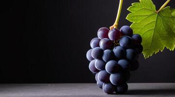 Bunch of grapes with leaf presented on dark background with copy space in high definition 4k photo