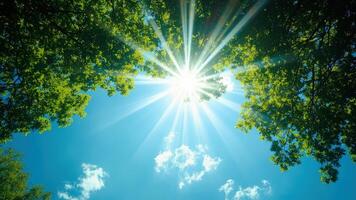 Stunning sunlight bursting through lush green tree canopy in a bright blue sky during daytime photo