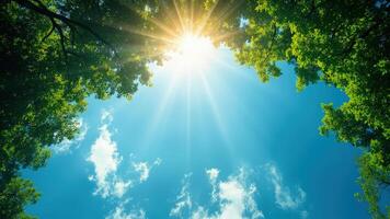 Sunlight streaming through lush green tree canopy against a clear blue sky photo