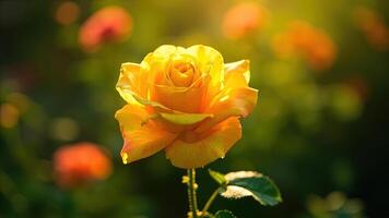Vibrant yellow rose blooming in sunlight with bokeh effect in a natural garden setting photo
