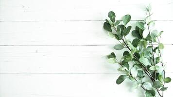Eucalyptus branches with green leaves on a white wooden background perfect for adding natural elements to design and layouts photo