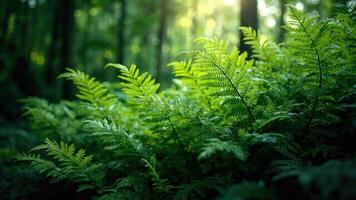 Lush green ferns thriving in a forest illuminated by sunlight with bokeh in the background photo
