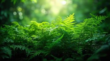 Lush green ferns illuminated by sunlight in a tranquil forest environment illustrating nature's serenity photo
