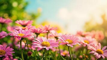 Close up shot of vibrant pink daisies in a sunny garden setting with blurred background and natural bokeh, capturing springtime beauty. photo