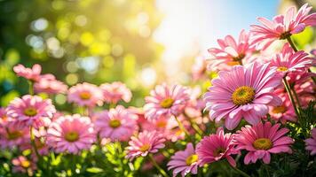 Vibrant pink daisy flowers blooming in a sunny garden with soft bokeh background and natural sunlight adding warmth photo