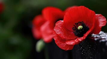 Close up of vibrant red poppies on a dark fence. Delicate petals, deep crimson color, and a central dark pistil. Dew drops on the petals, bokeh background photo