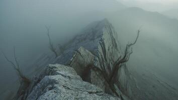 A tree is standing on top of a mountain photo