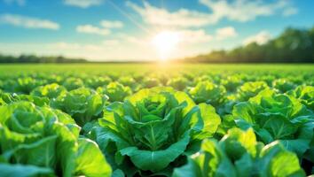 A field of lettuce with the sun shining in the background photo