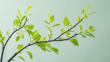 A branch with green leaves on a light blue background photo