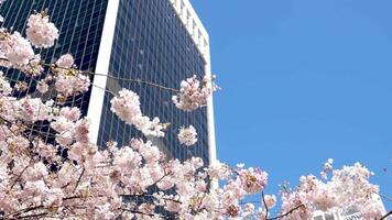 Kawazu cherry blossoms in full bloom at the park closeup video
