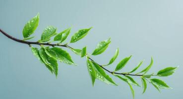 A branch with green leaves on a blue background photo