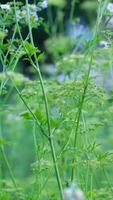 Top view of fennel seed plant in agricultural field during day time. video