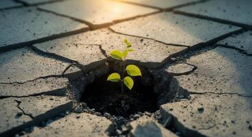 A plant growing out of a crack in the ground photo