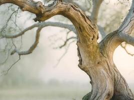 Ancient Tree Standing Tall in Morning Mist, A Symbol of Resilience and Longevity. photo
